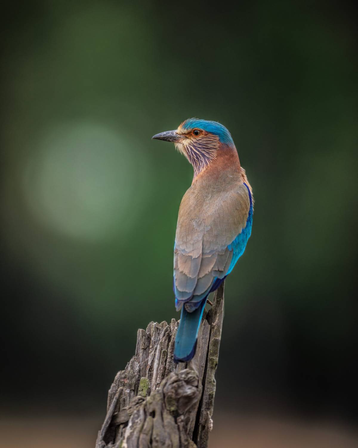 Kingfisher