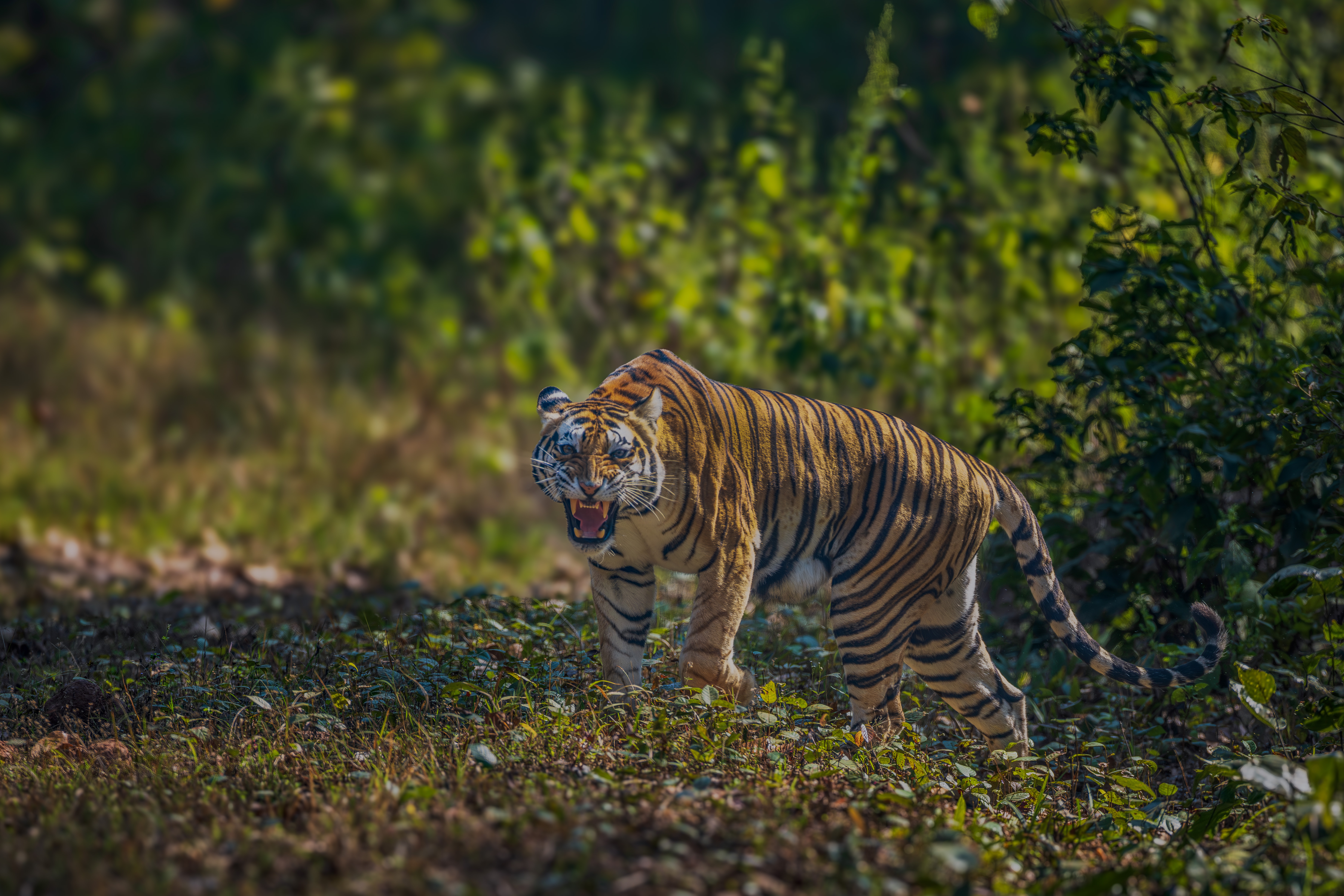 Wilder Beach Landscape