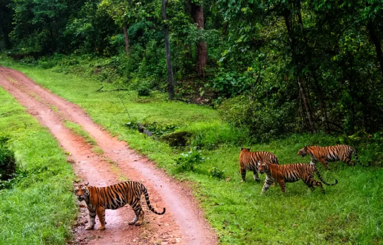Wildlife