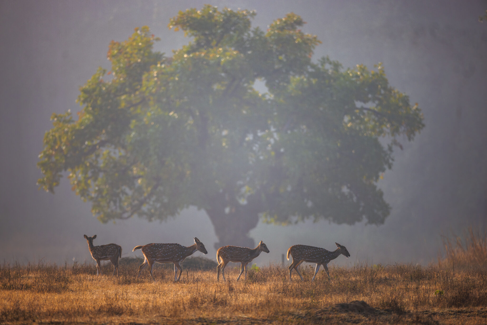 Wildlife